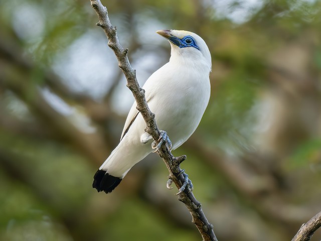 Photos - Bali Myna - Leucopsar rothschildi - Birds of the World