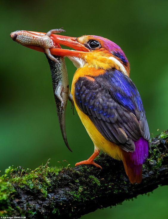 Eastern dwarf kingfisher: small bird but with extremely splendid feather color.