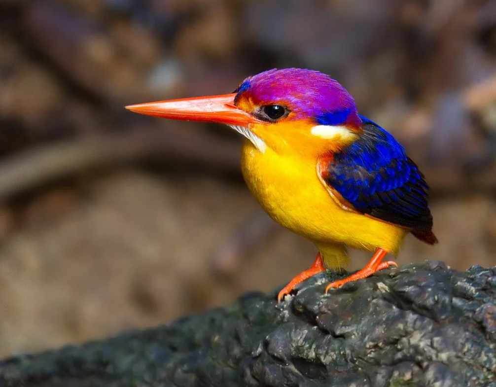 Eastern dwarf kingfisher: small bird but with extremely splendid feather color.