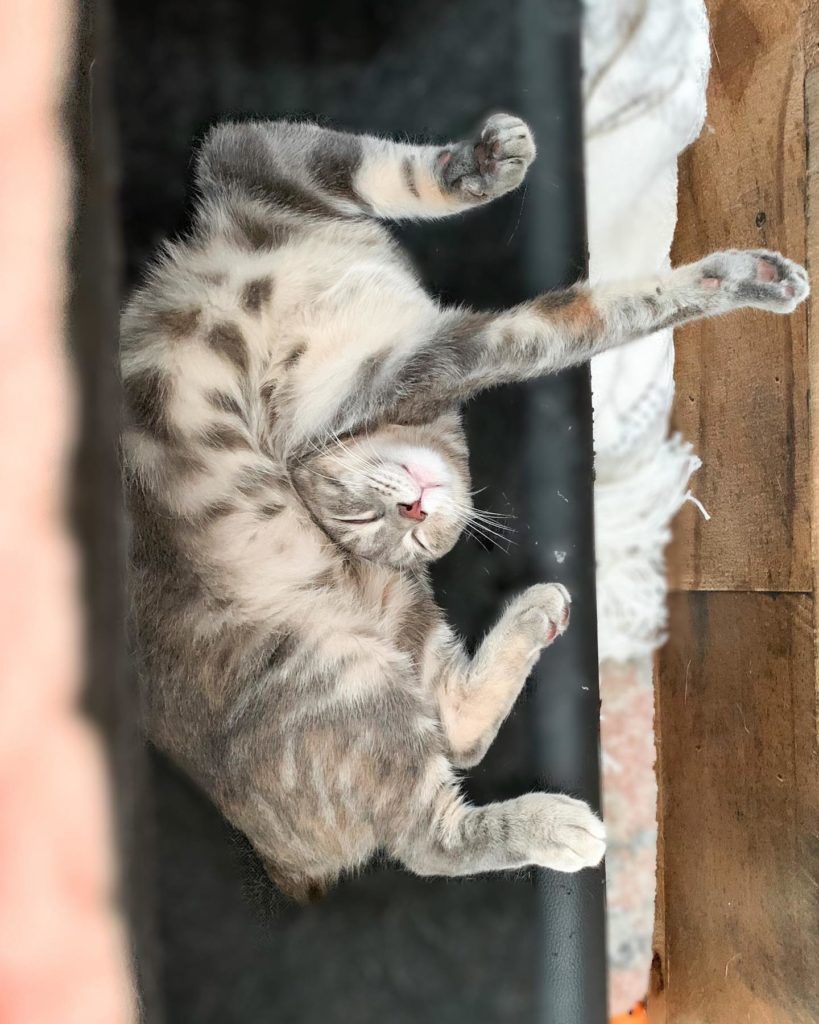 a cat lying on its back