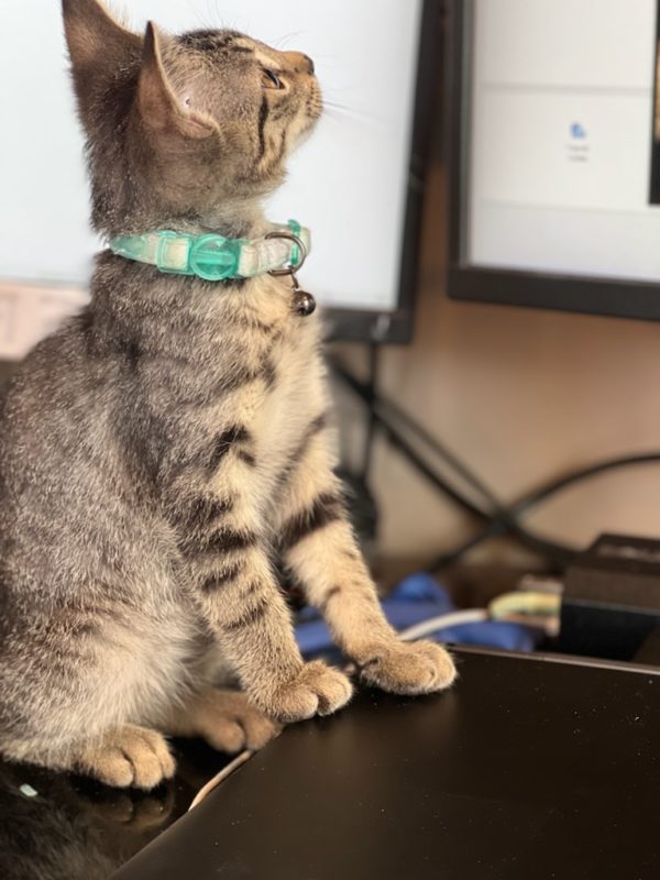 Cash sitting on a desk.