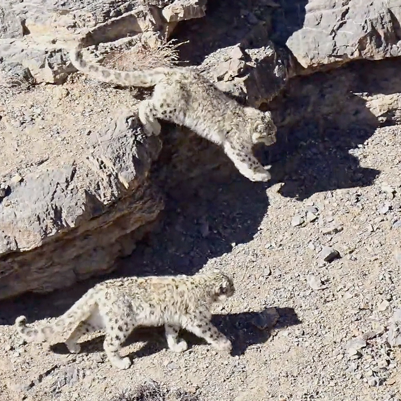 Snow Leopards, cubs, video by Ankur Rapria 