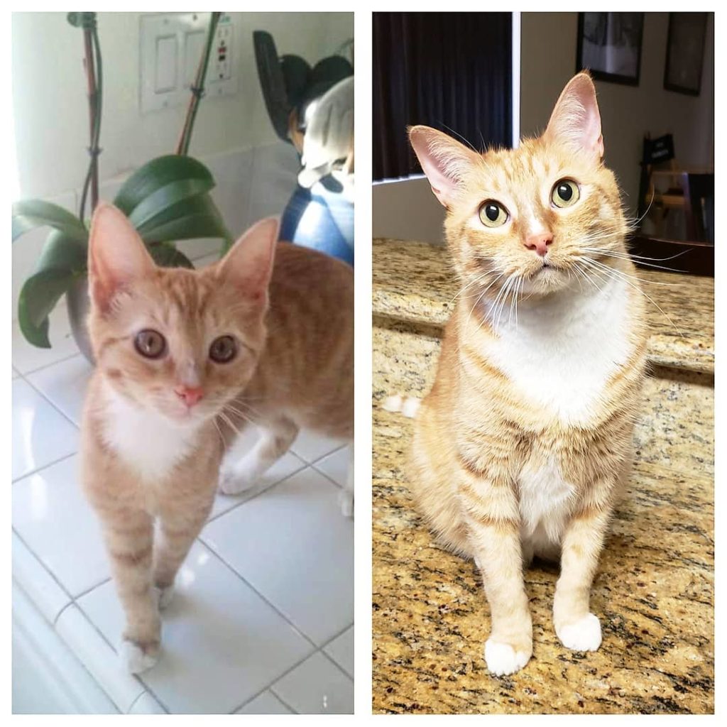 Zeus as a kitten and as an adult tabby cat