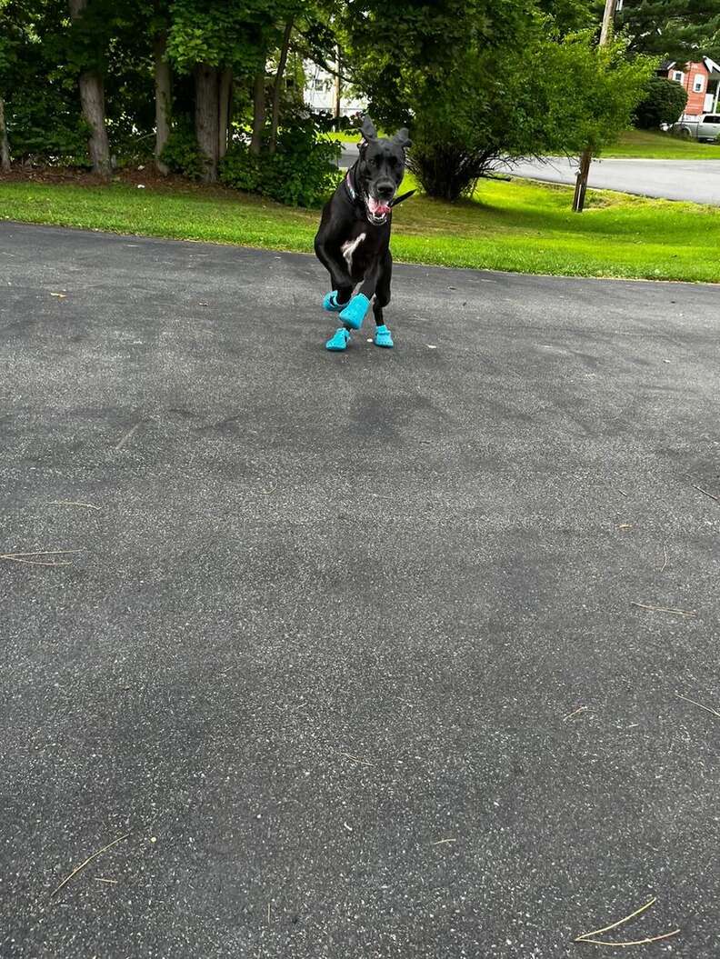 dog wearing crocs