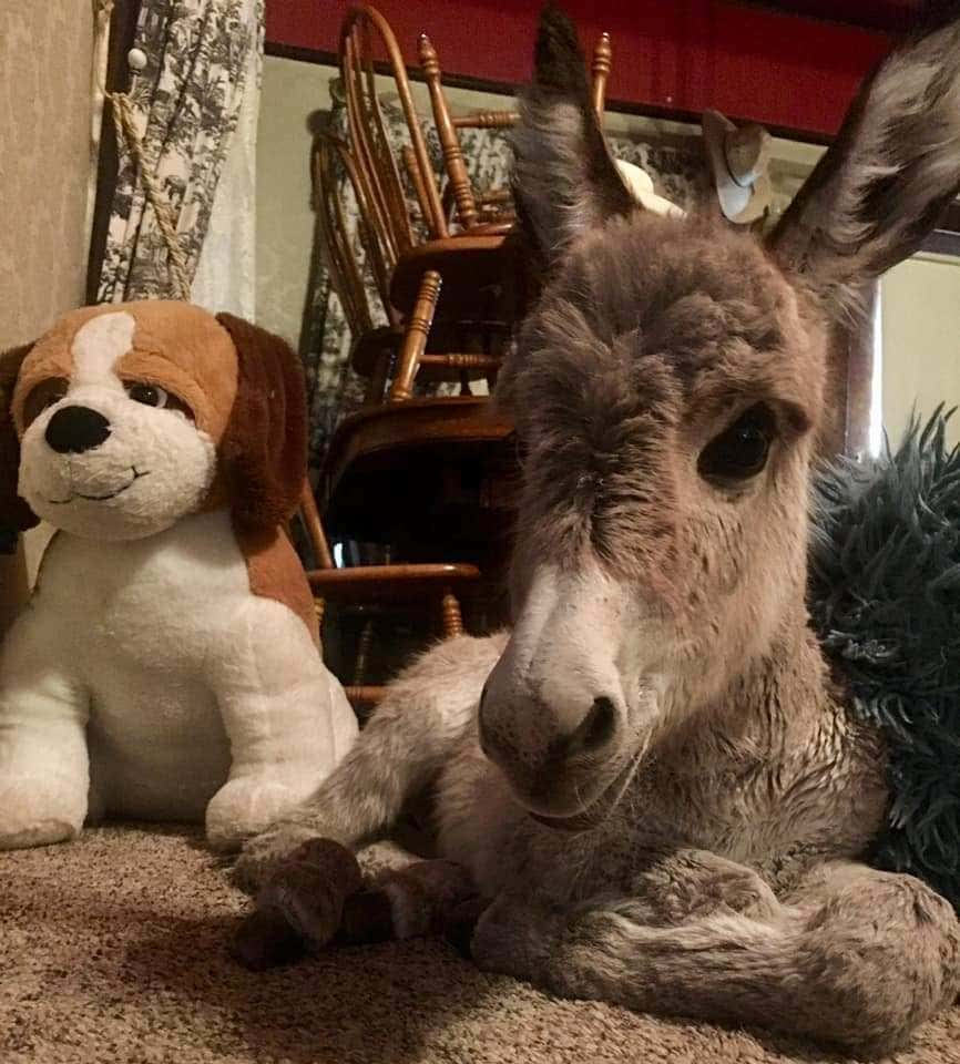 donkey behaving like a dog