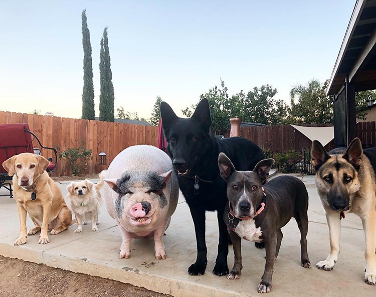 Pet Pig Piggypoo and Crew