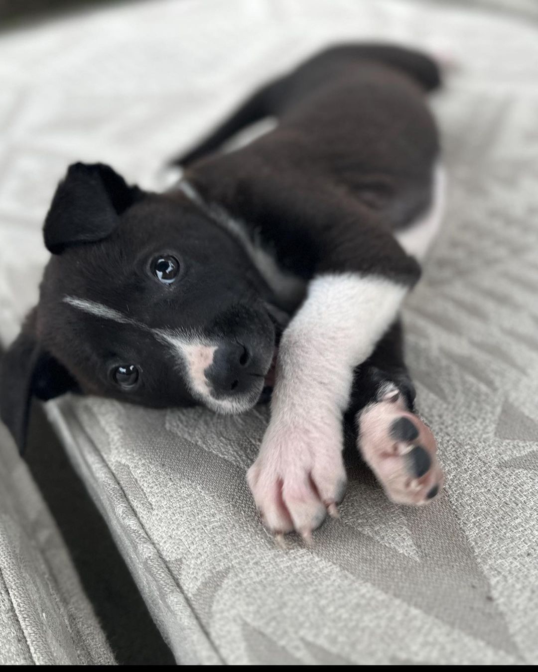 cute puppy laying down