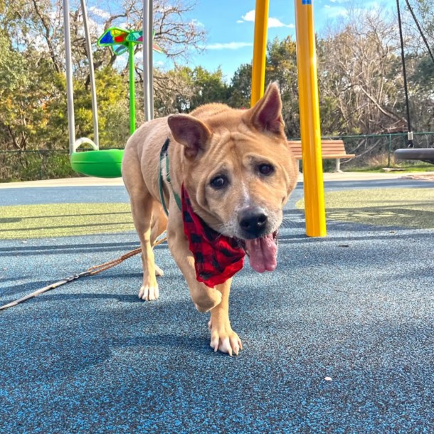 dog in the park