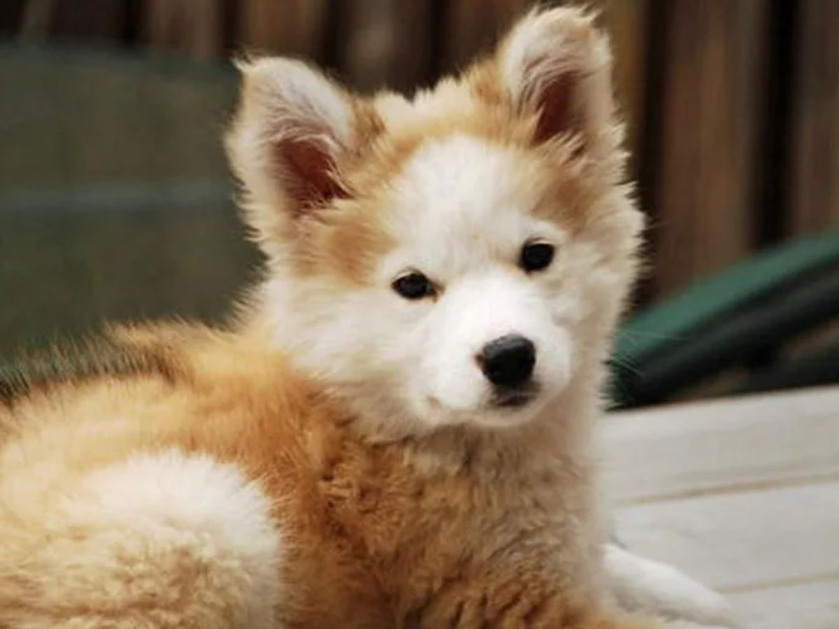 puppy sitting on the street