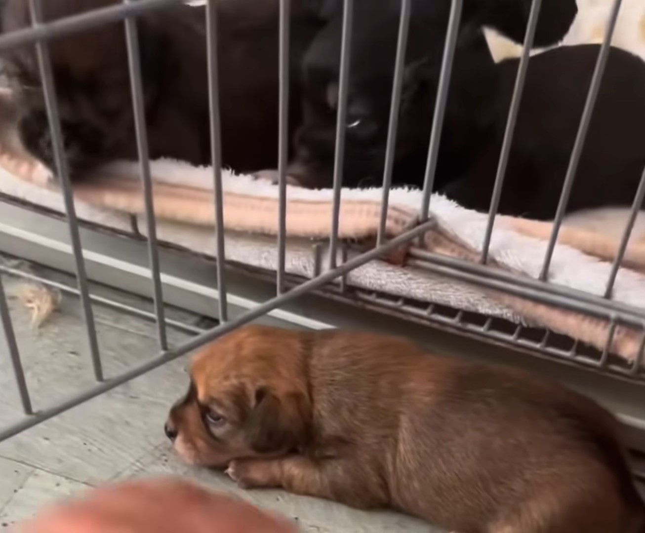 newborn puppies