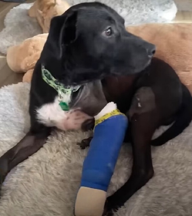 injured black dog