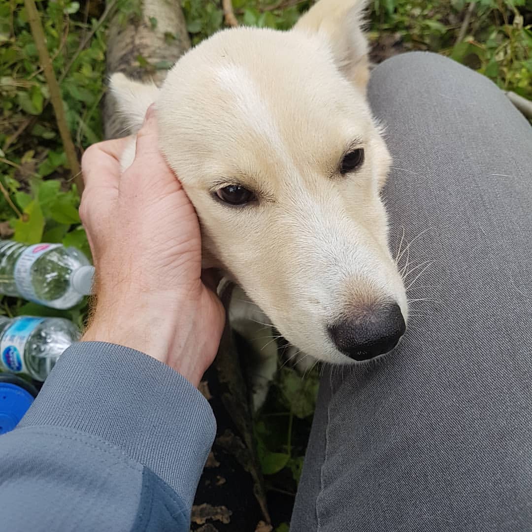 close-up photo of the injured dog