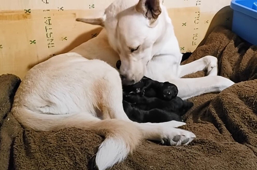 dog lying with puppies