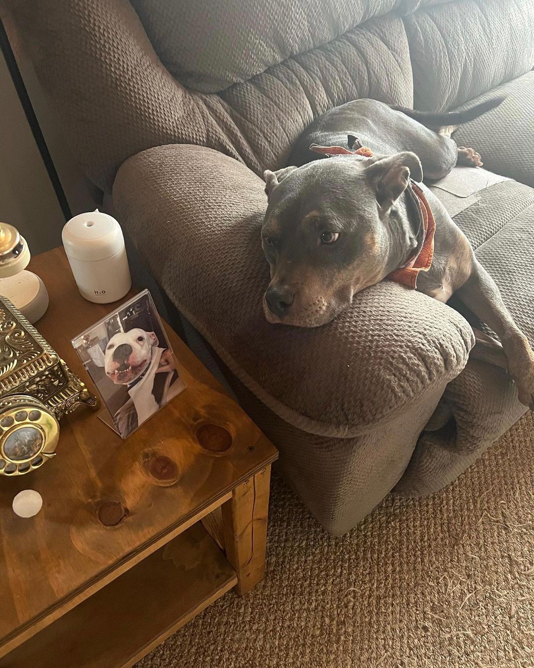 black dog laying on a couch