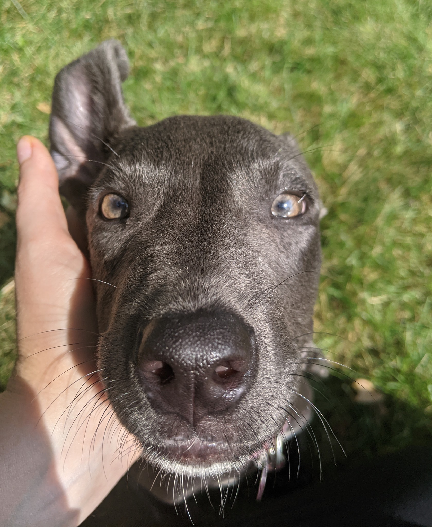 close-up photo of dog outdoors