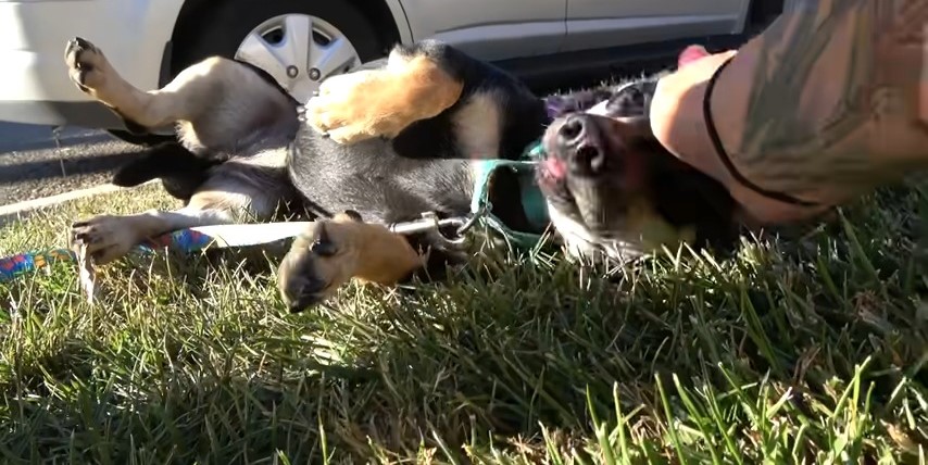 dog lying on grass