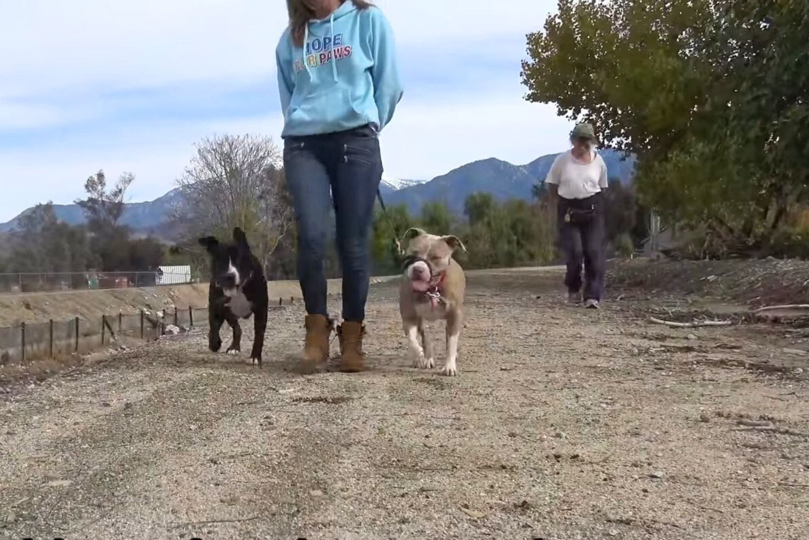 woman walking two dogs