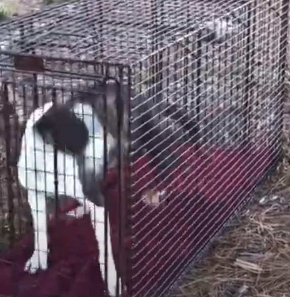 dog in a kennel