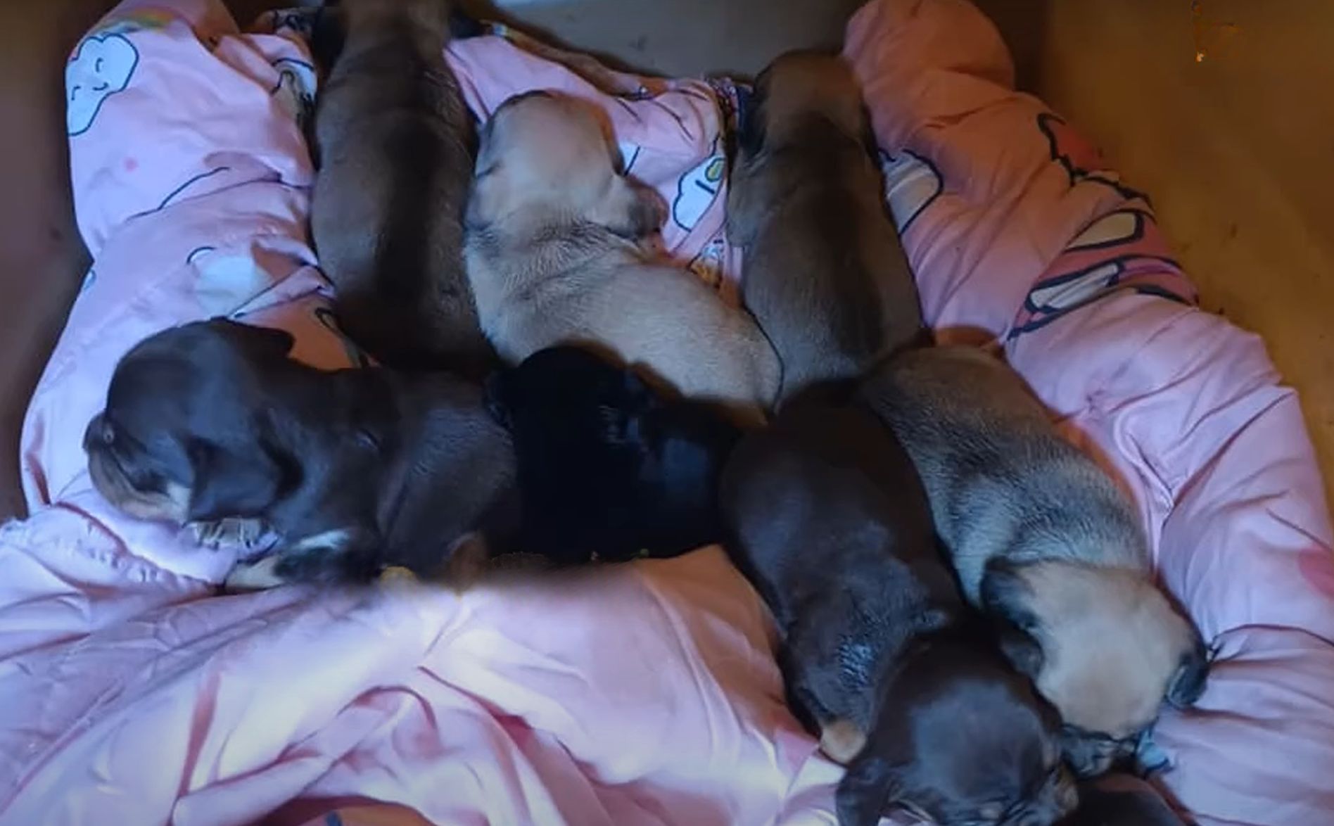 cachorros en la cama