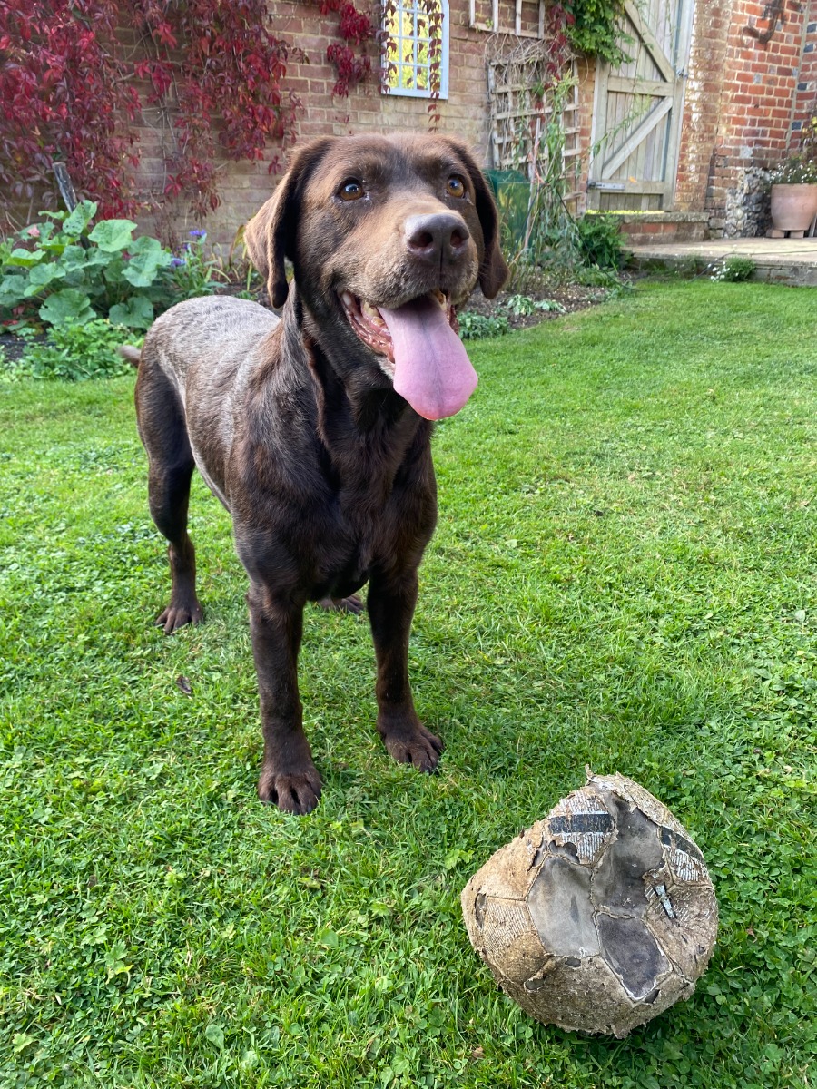 perro marrón y una vieja pelota rasgada