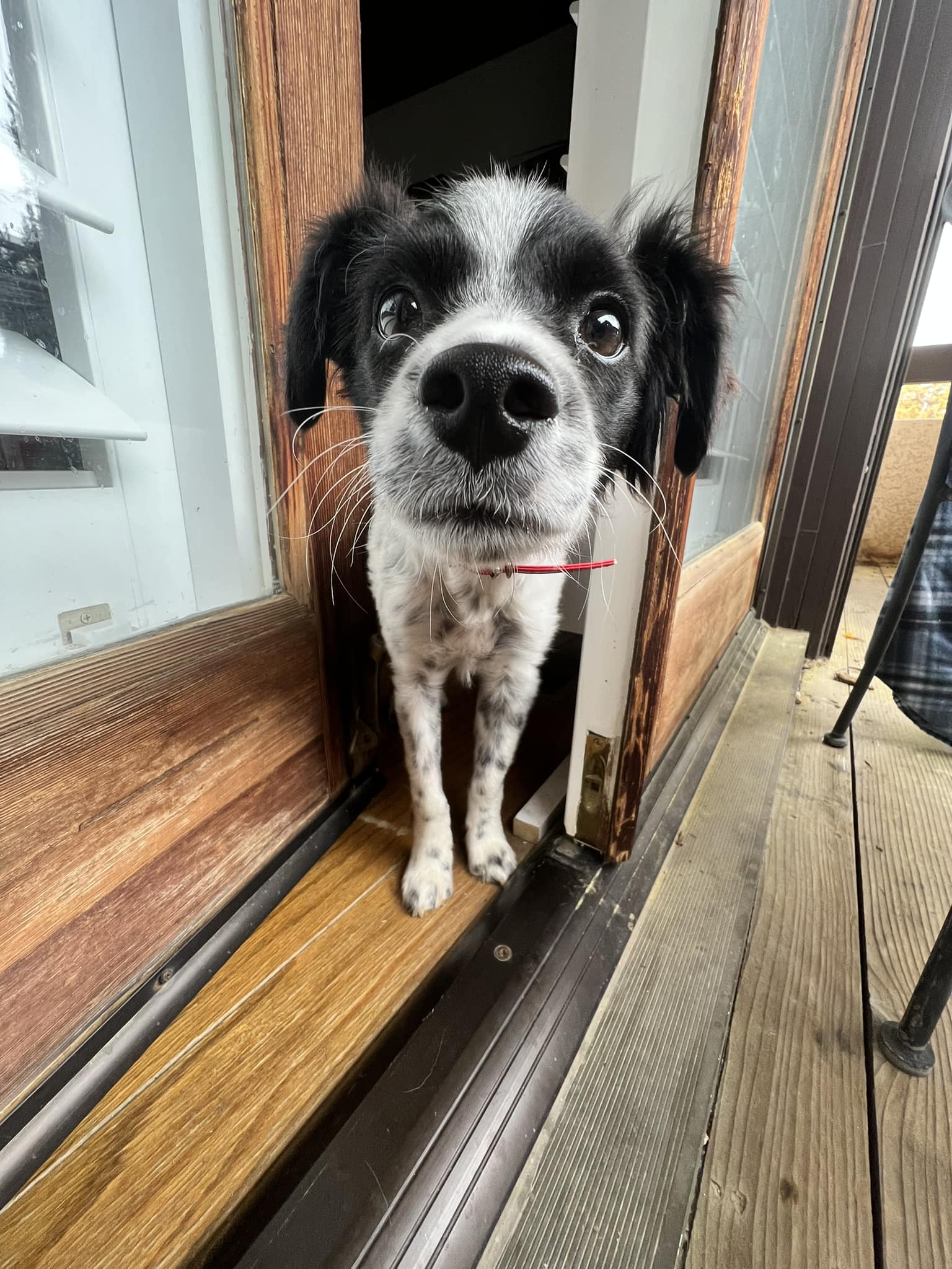 cute black and white dog