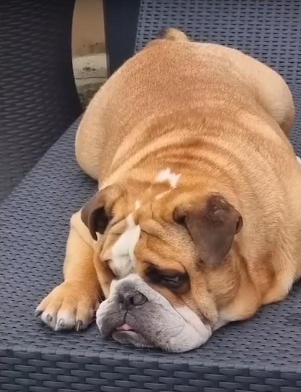 dog laying on a chair