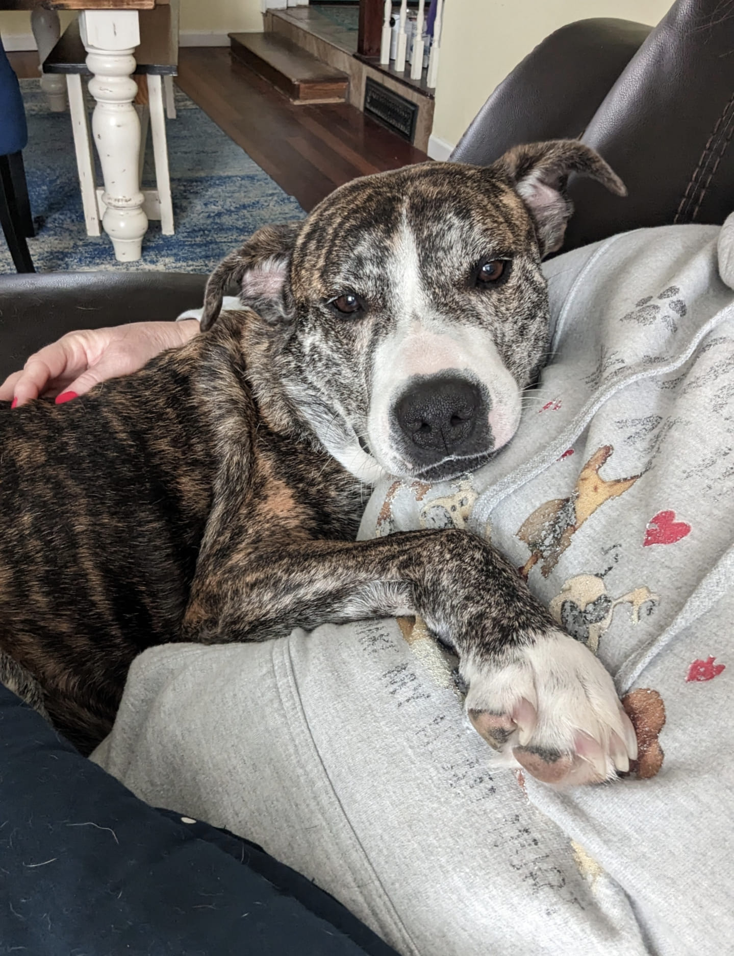 Dog laying on a owner