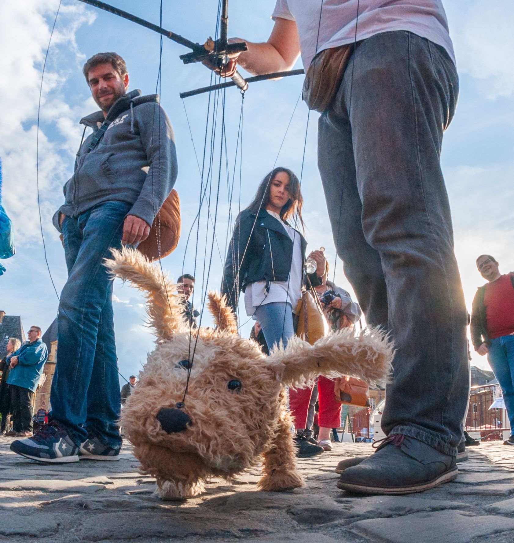 Dog on festival