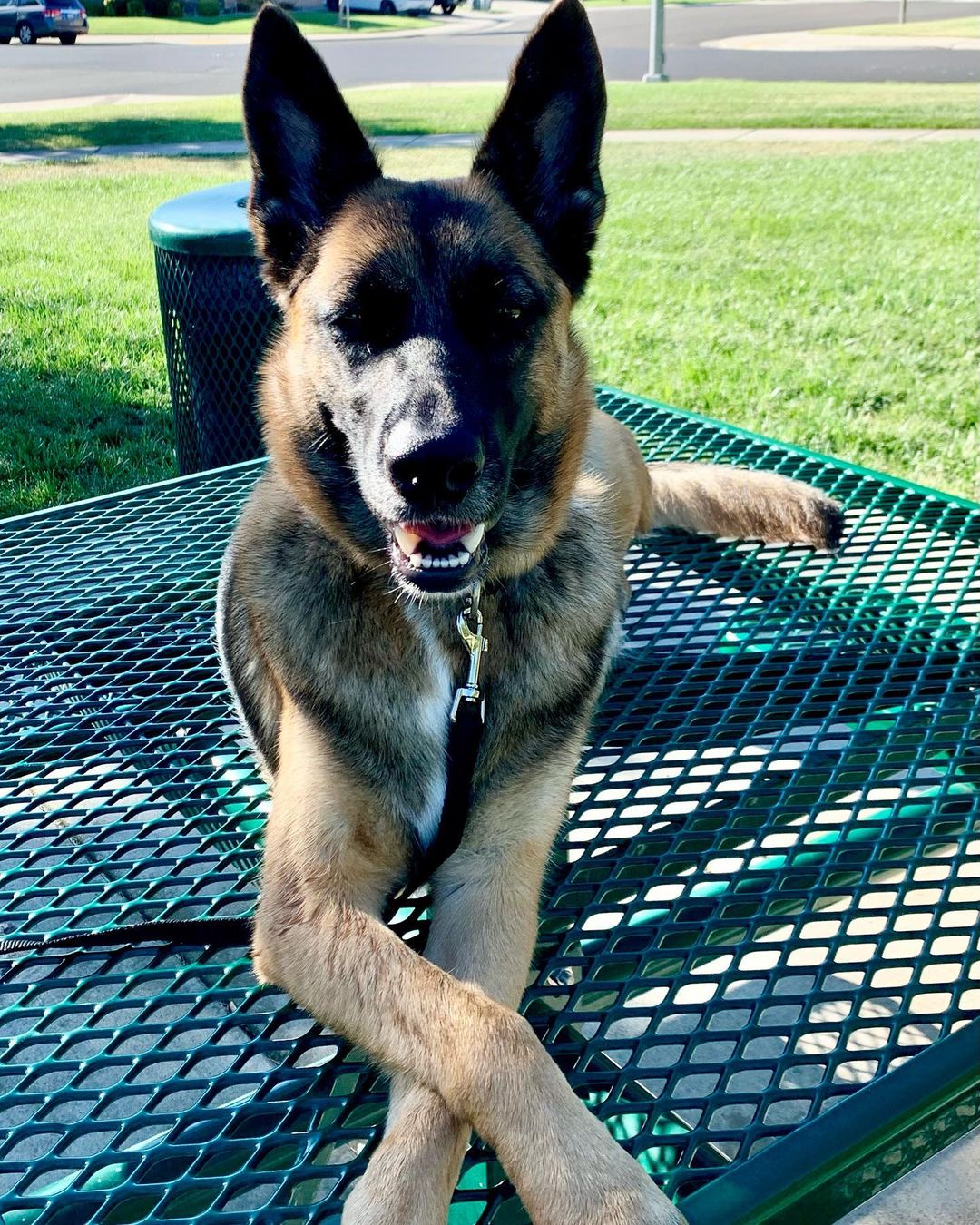 German Shepherd laying in the garden