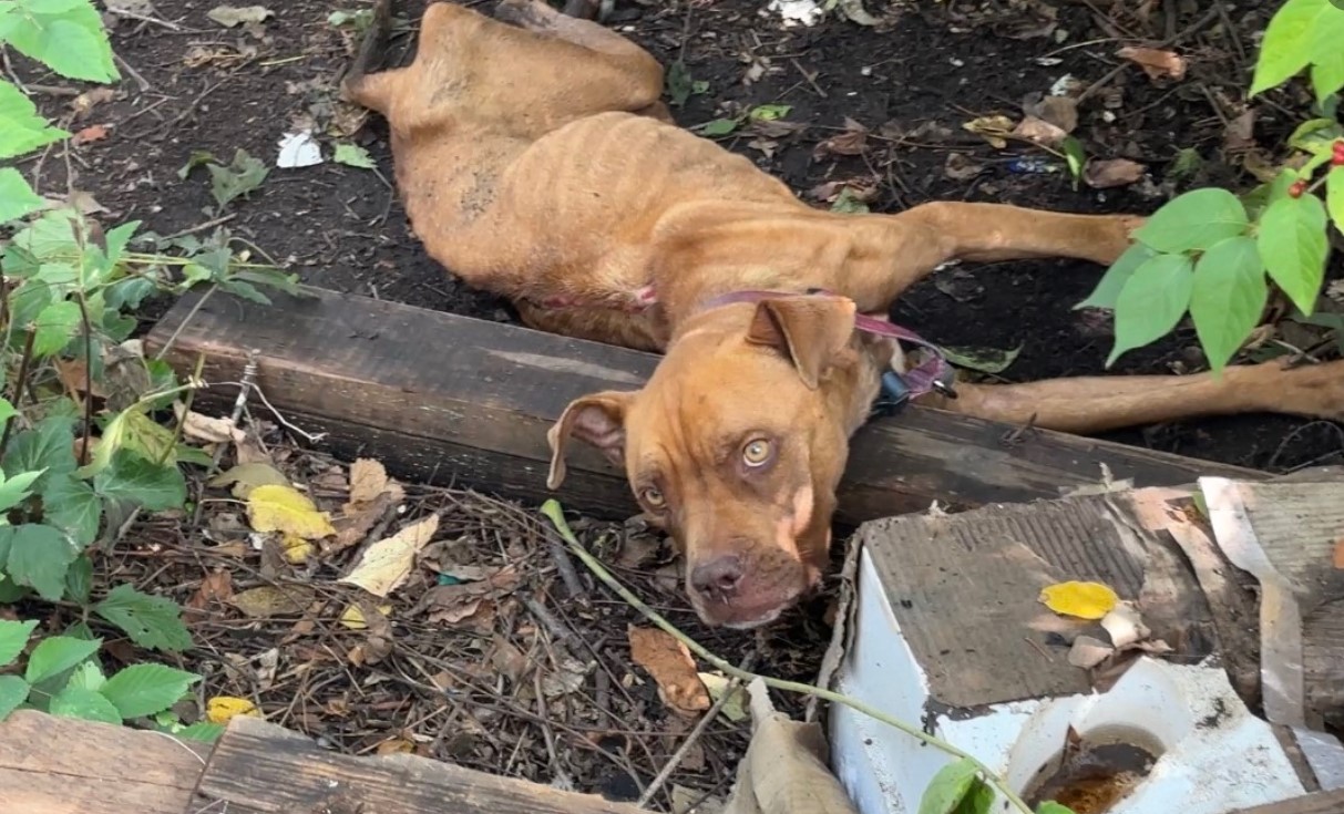 Paralyzed 'Skeleton' Dog lying on the ground