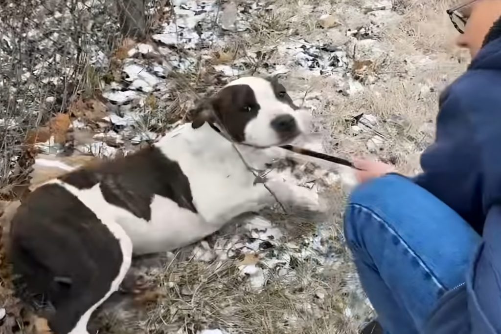 Peterbilt looks happy as he gets found