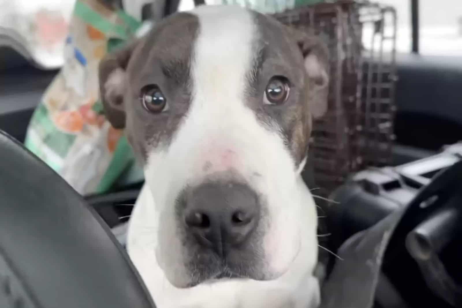 Peterbilt safe from traffic in the Stray Rescue St. Louis car