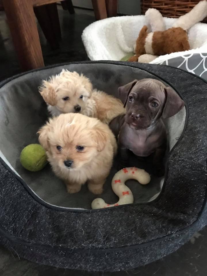 Three cute puppies