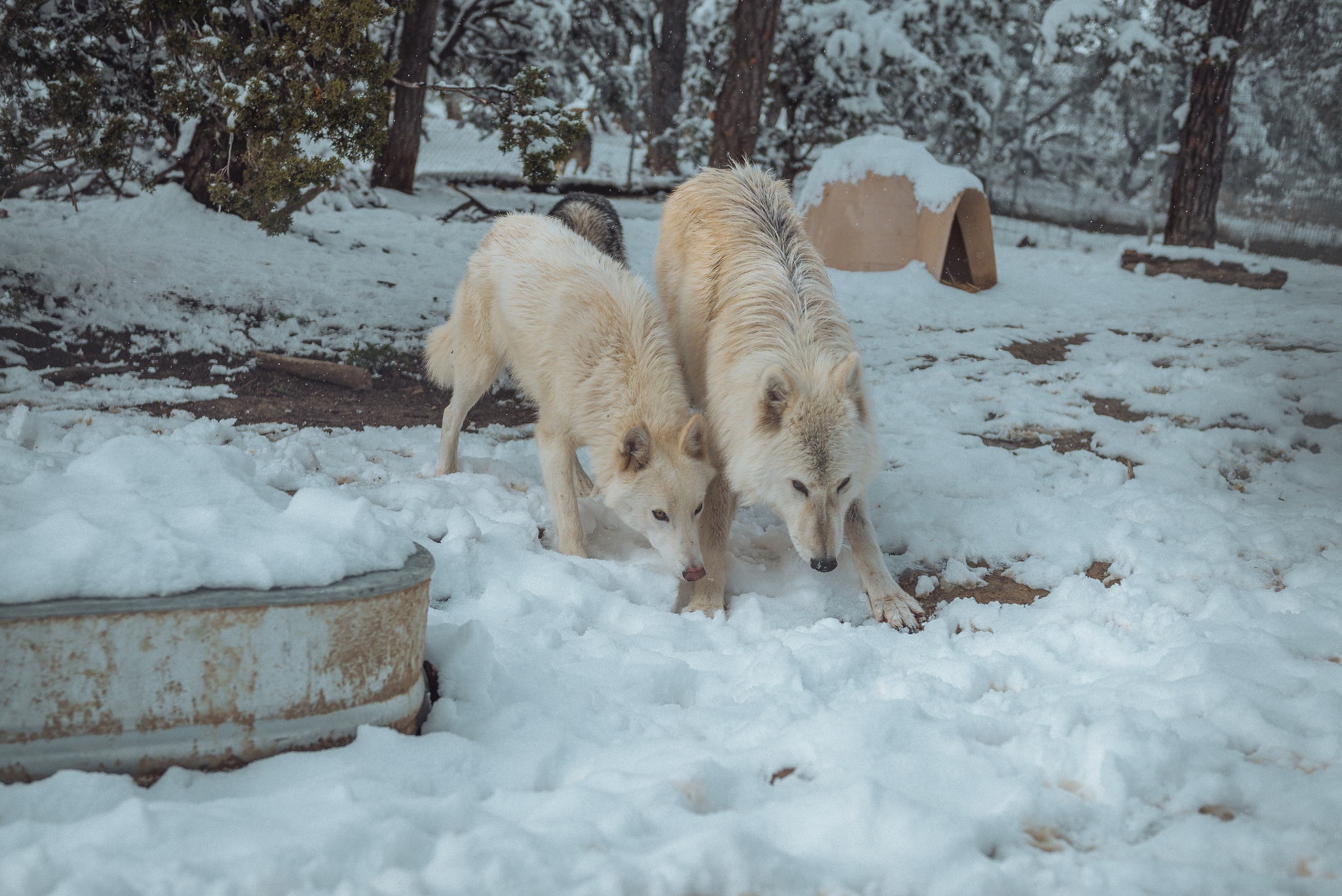 Two cute white dogs