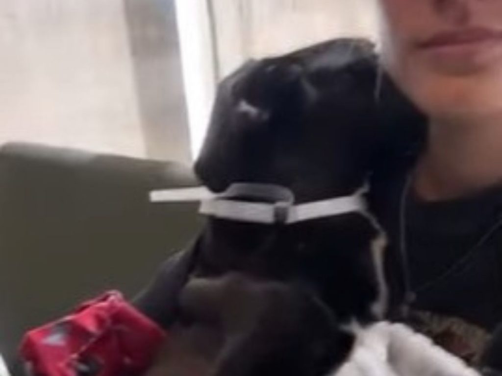 a black rescued dog in a woman's arms