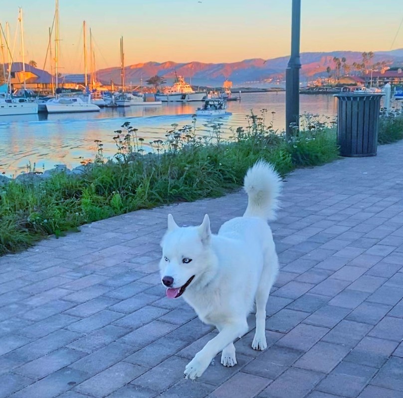 a dog walks along the street by the river