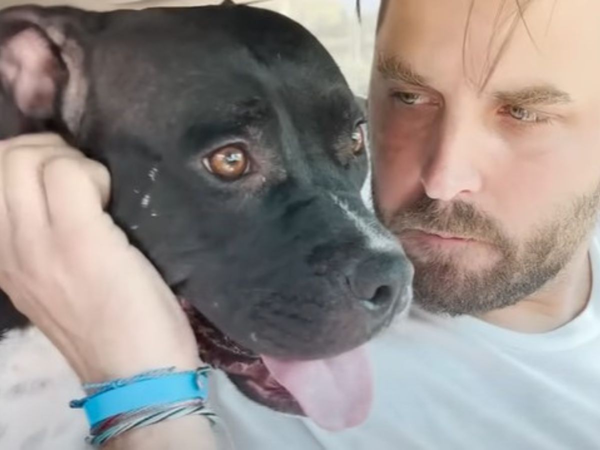 a man caresses the dog with his hand while looking at him