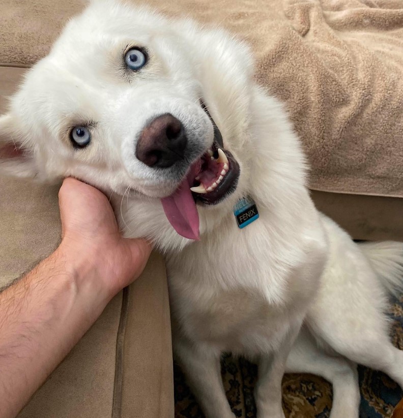 a man is petting a dog with beautiful blue eyes