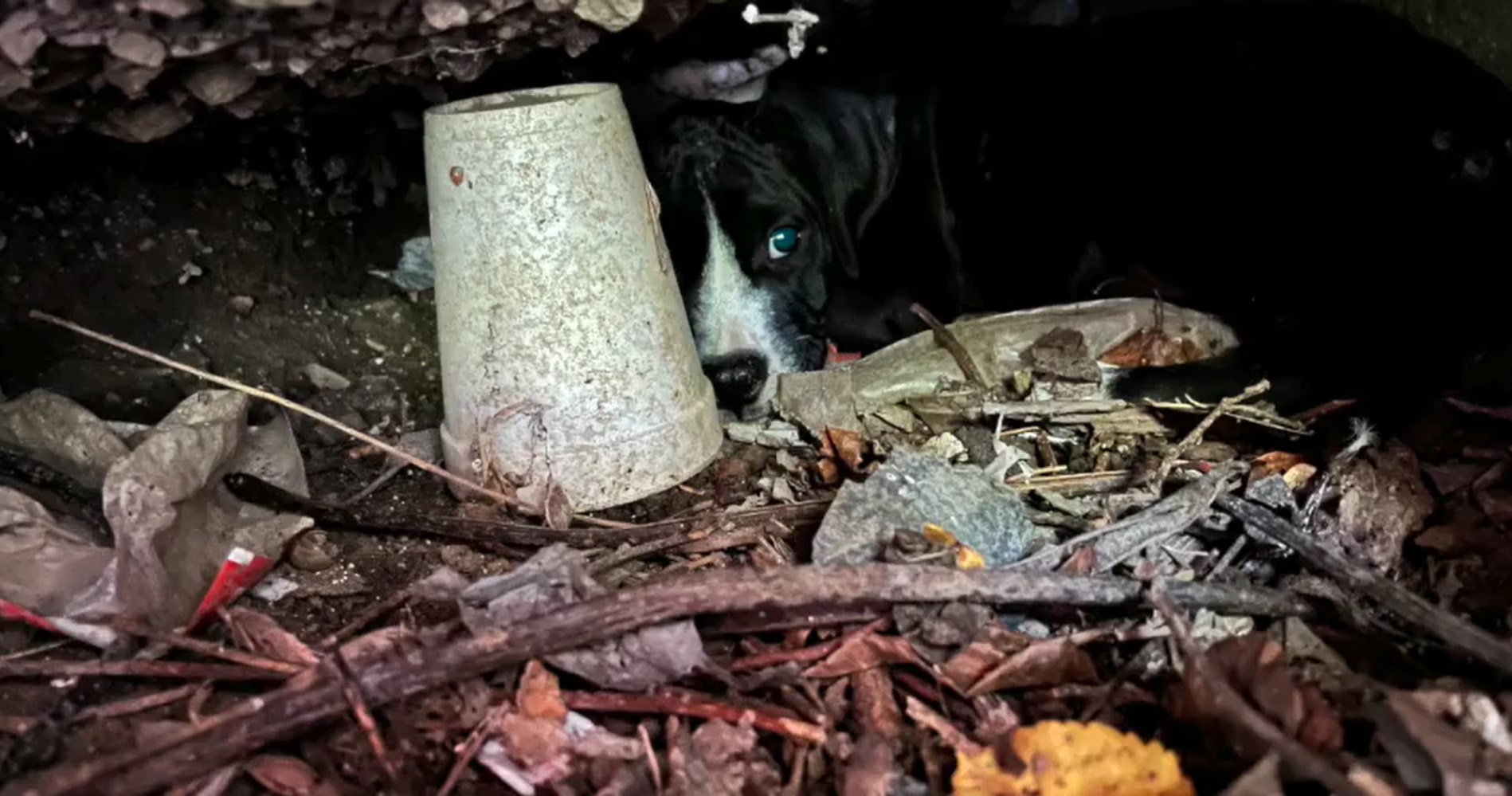 a sad dog is hiding behind a bucket