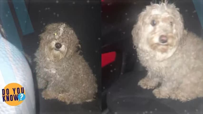 a shaggy dog is sitting on the car seat