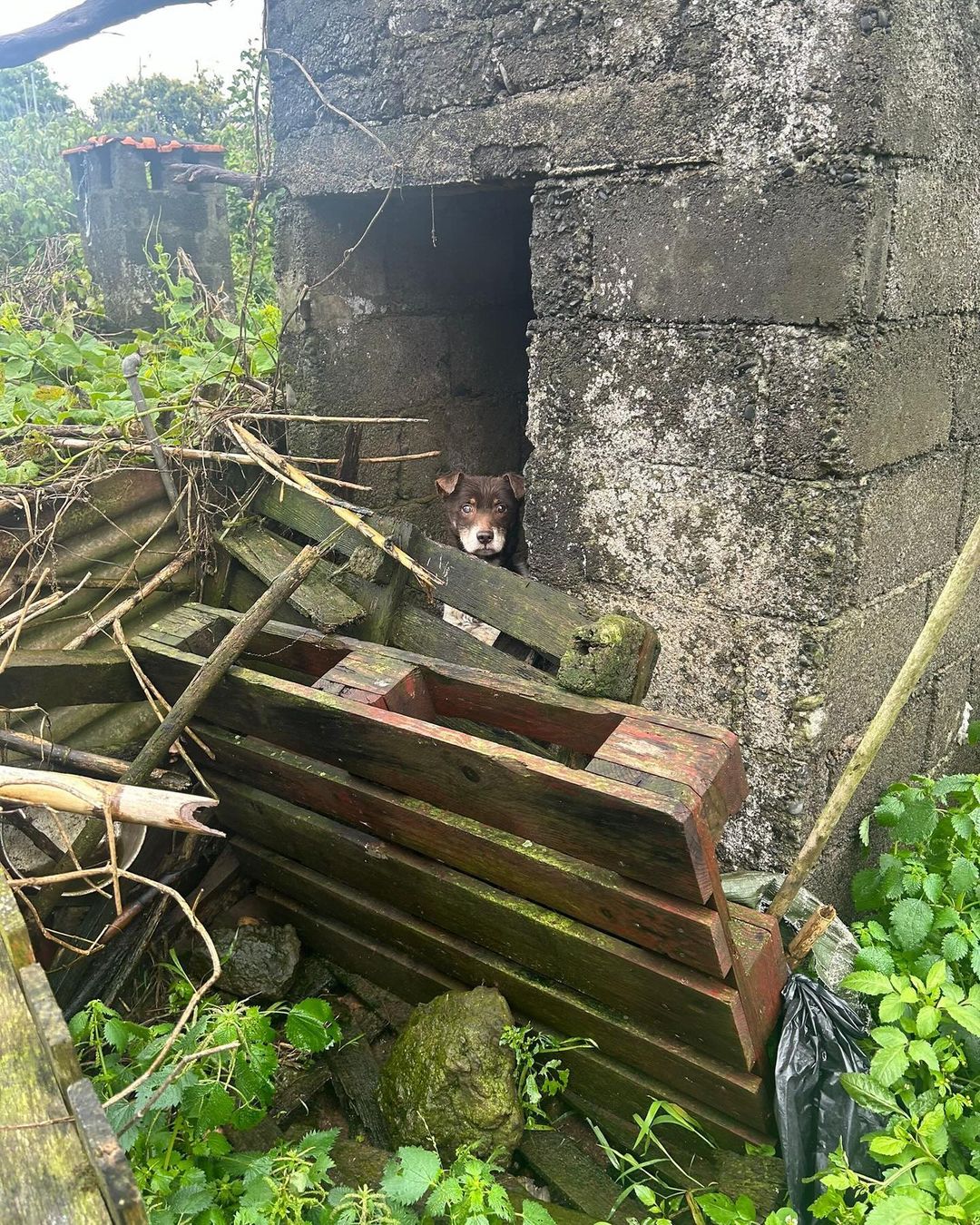 abandoned dog in a dirty place