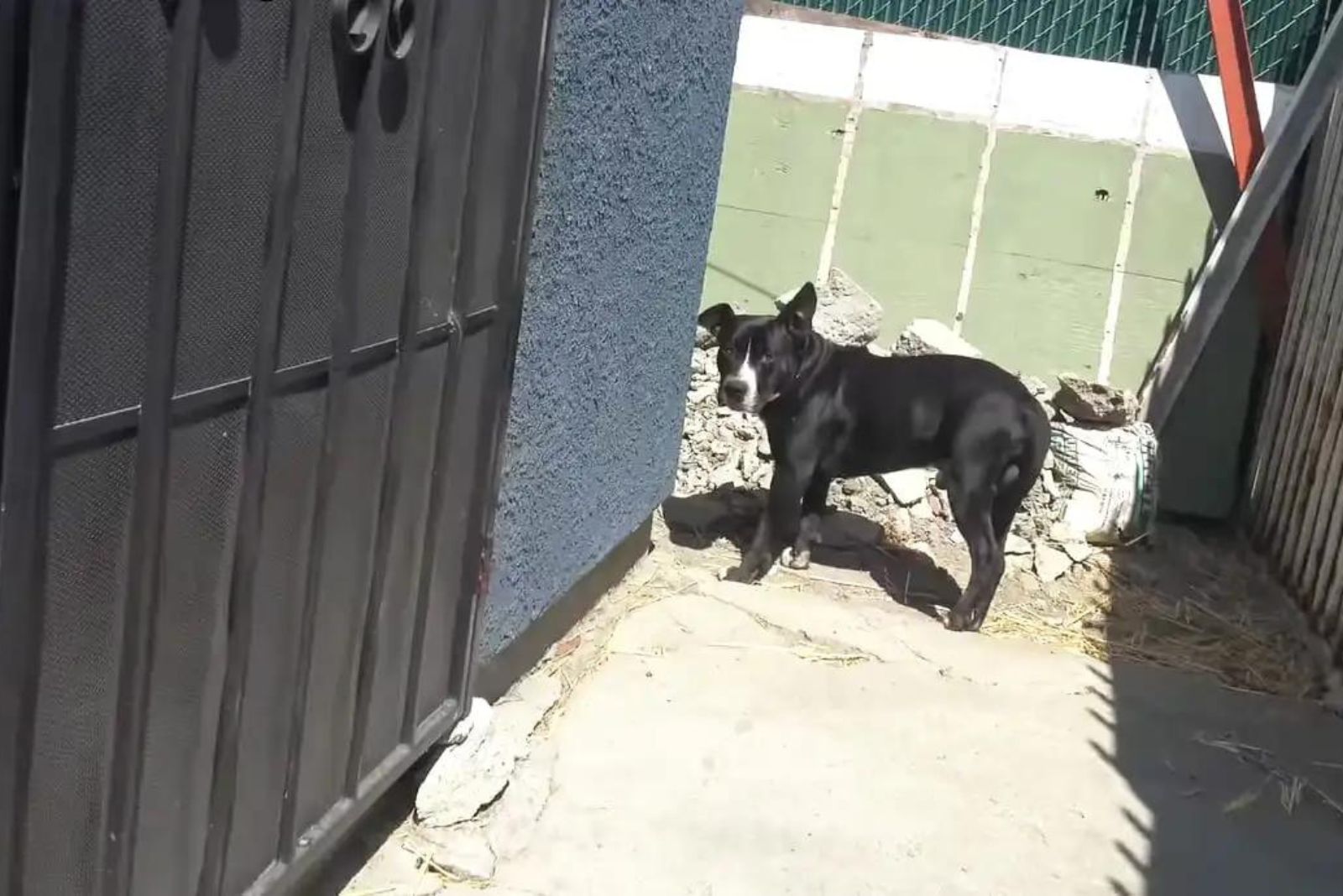 black dog standing on the side of the house