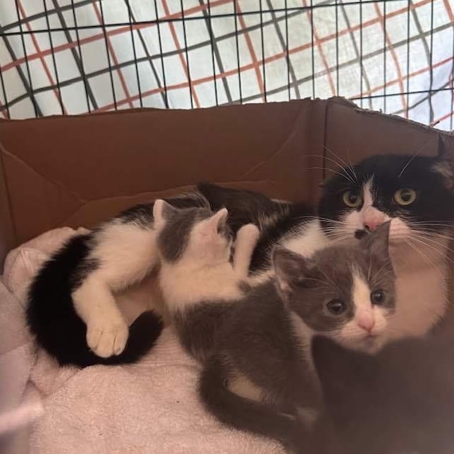 cat and kittens lying in a box