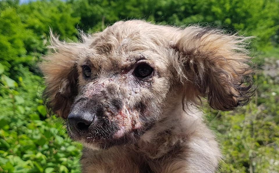 foto de primer plano de un perro abandonado