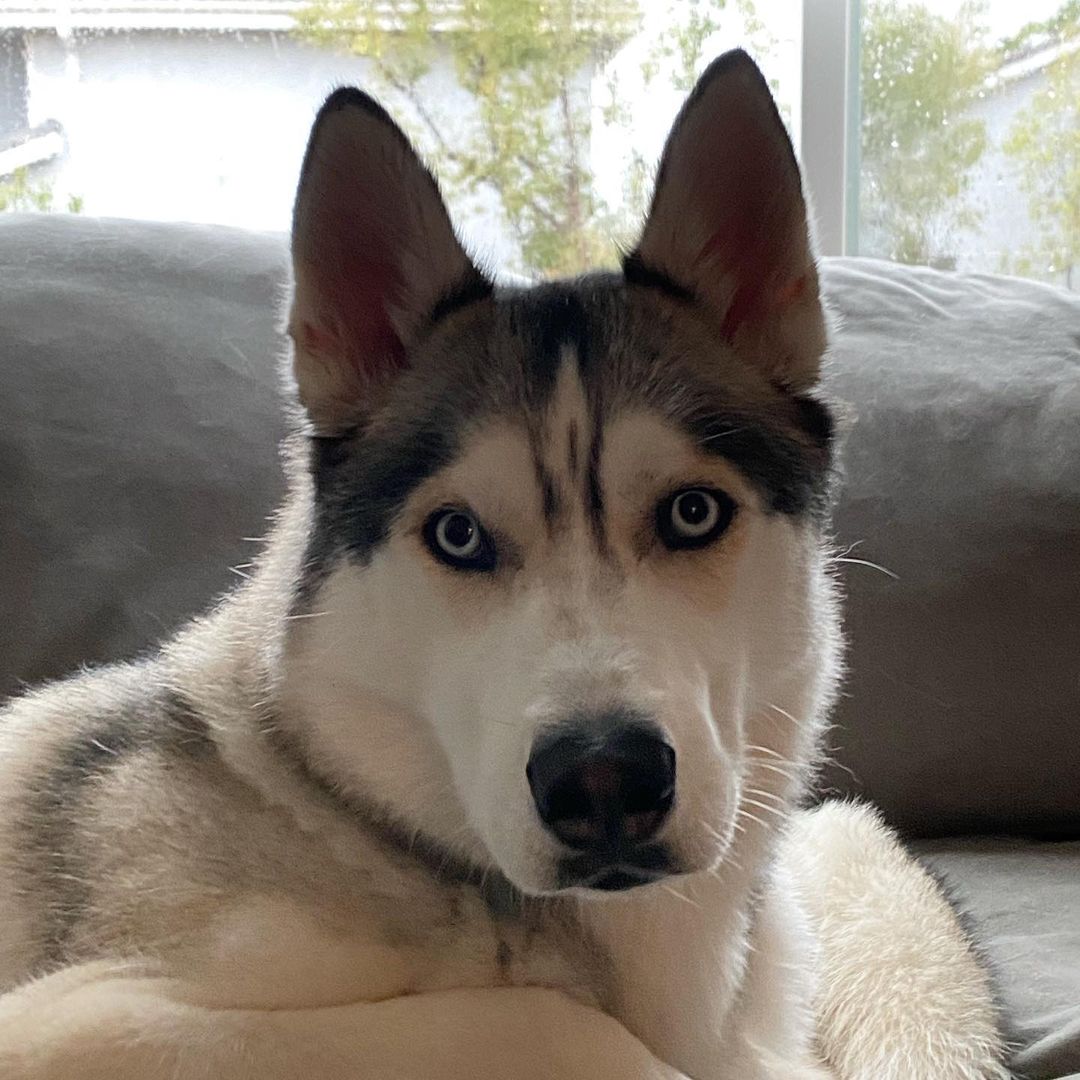 close-up photo of husky