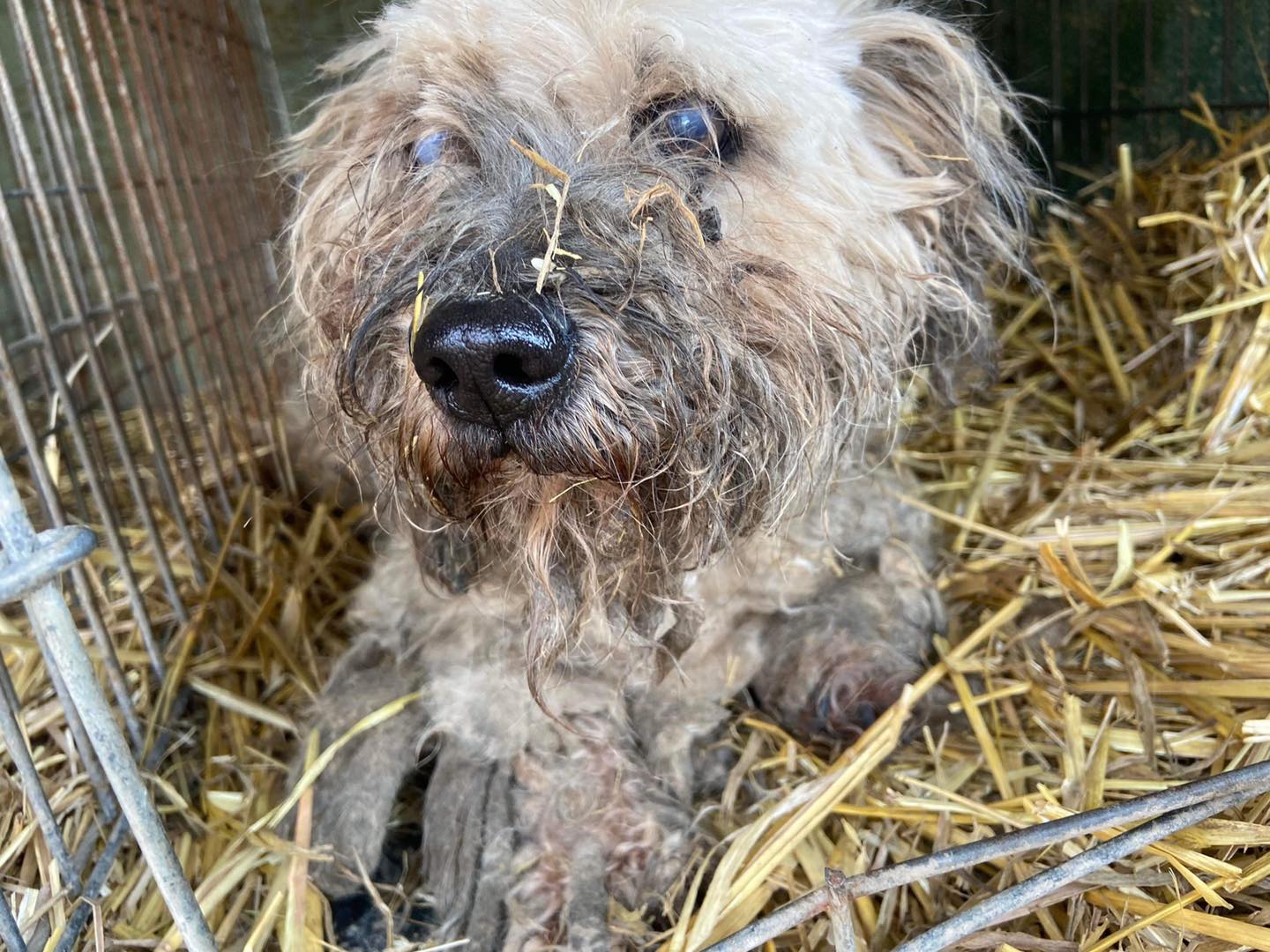 close-up photo of matted dog