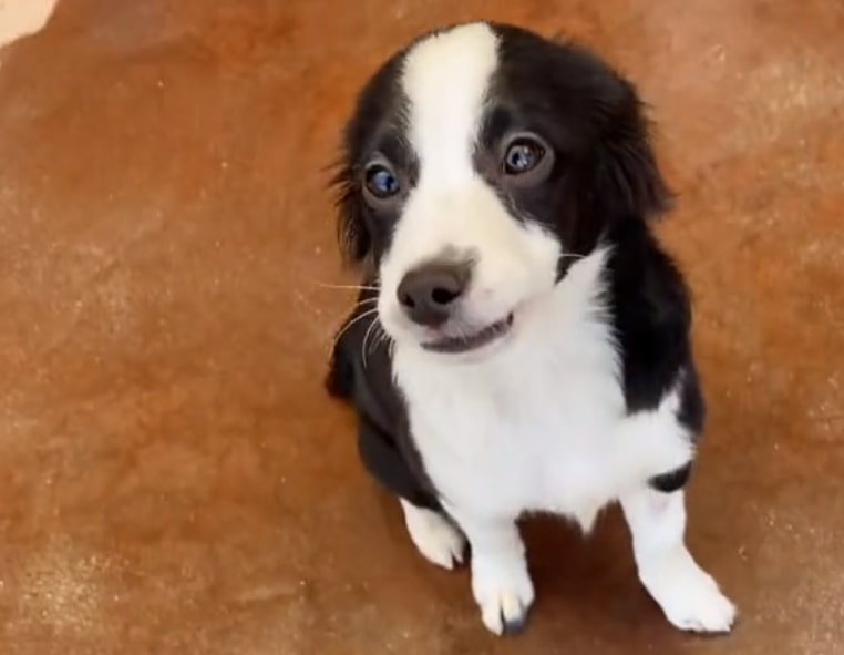 cachorrinho fofo preto e branco olhando para a câmera