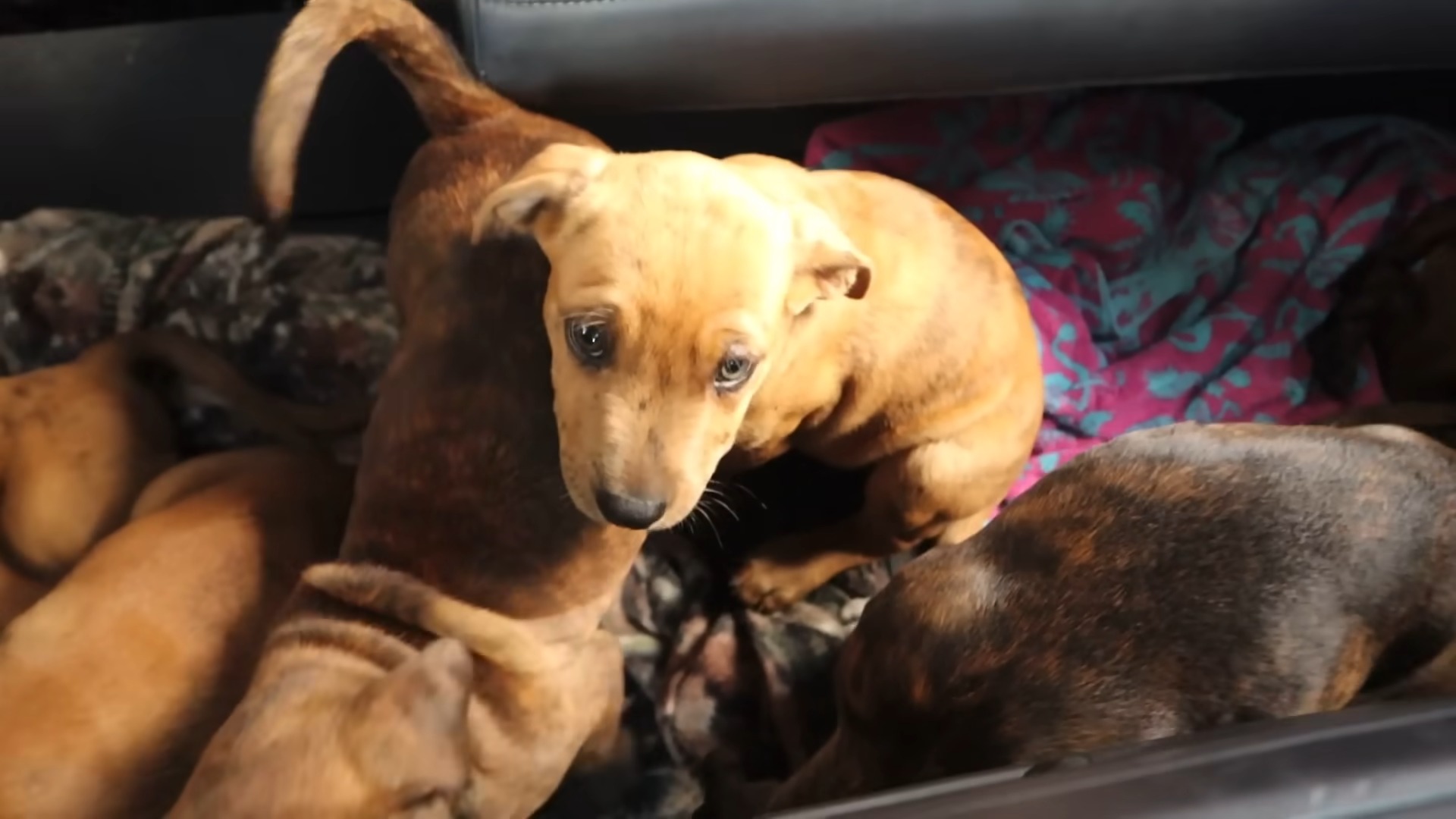 cute brown puppies