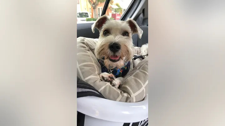 cute dog in car