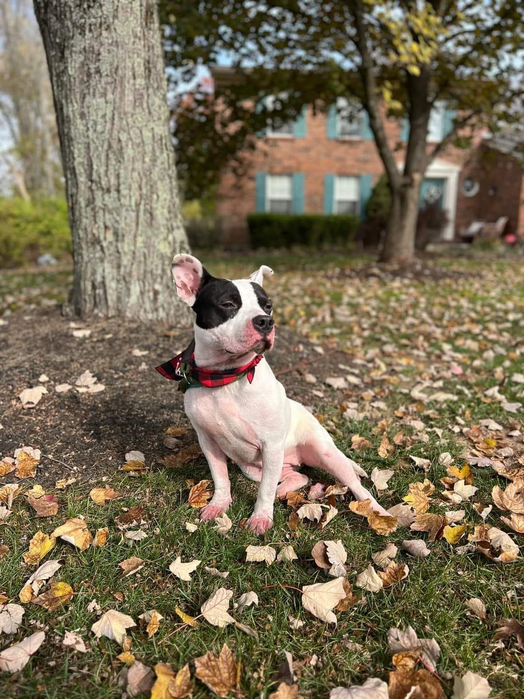 cute dog laying under the tree